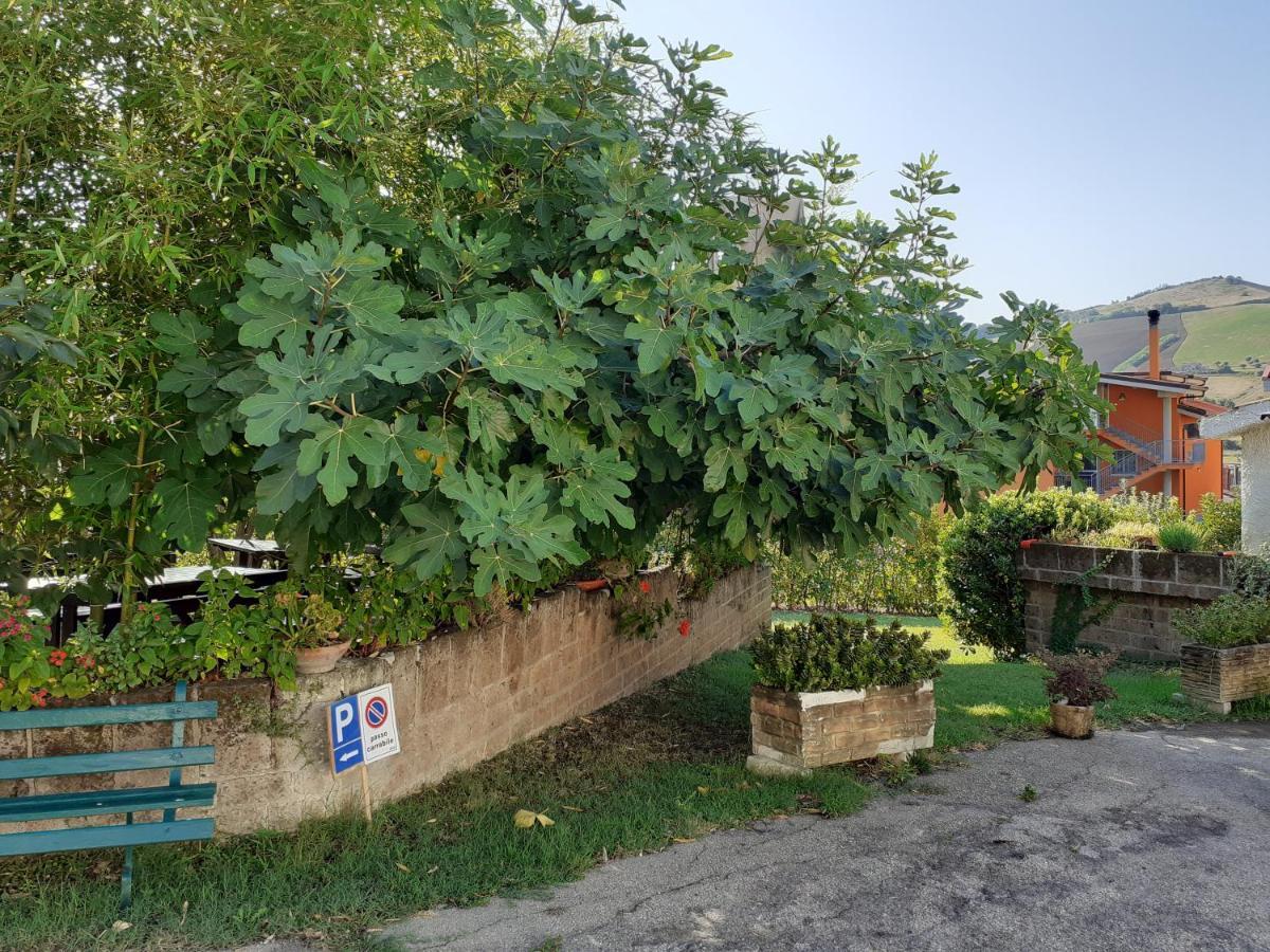 Pier Delle Vigne B&B Pineto Eksteriør bilde